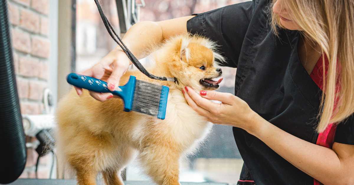 toiletteur chien autour de moi tarif
