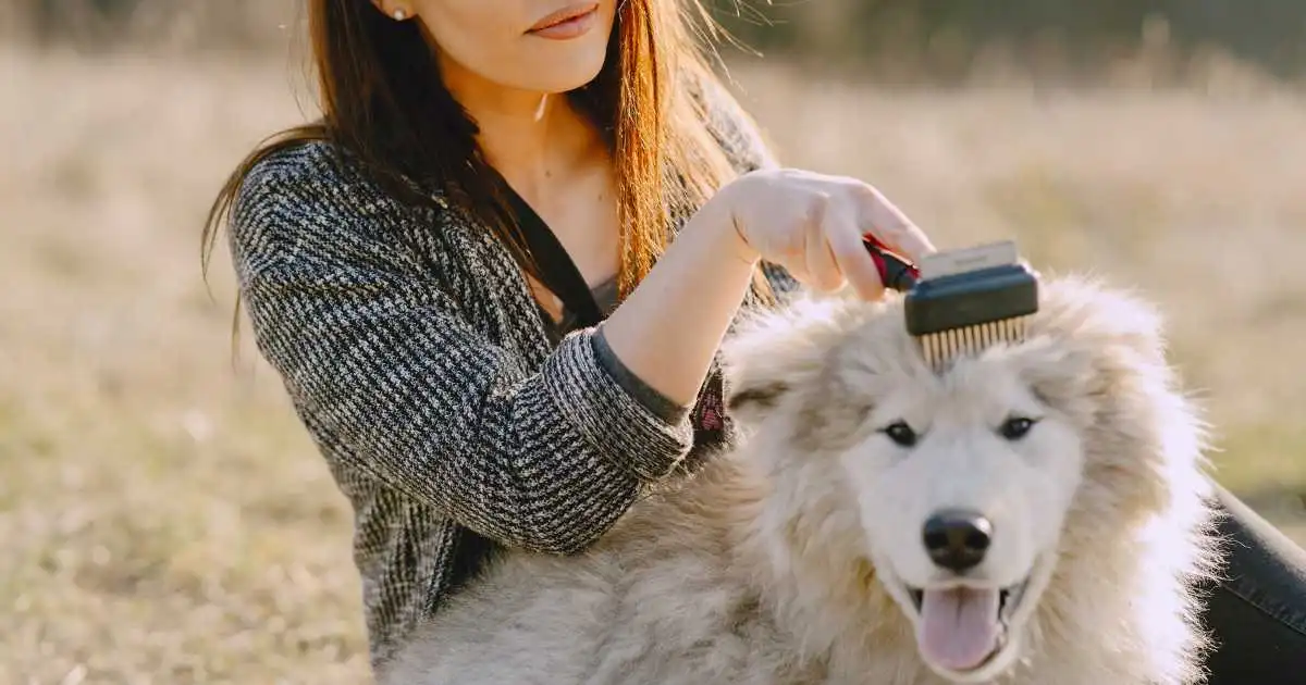 Femme brossant son chien à poils longs